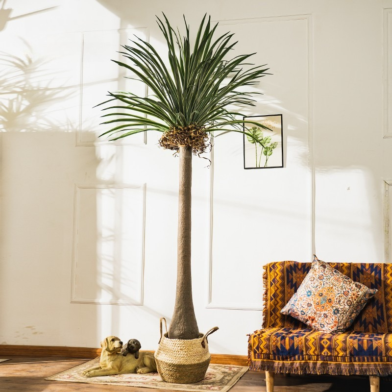 Plante artificielle Dracaena à - Baby Clothing Store avis et prix